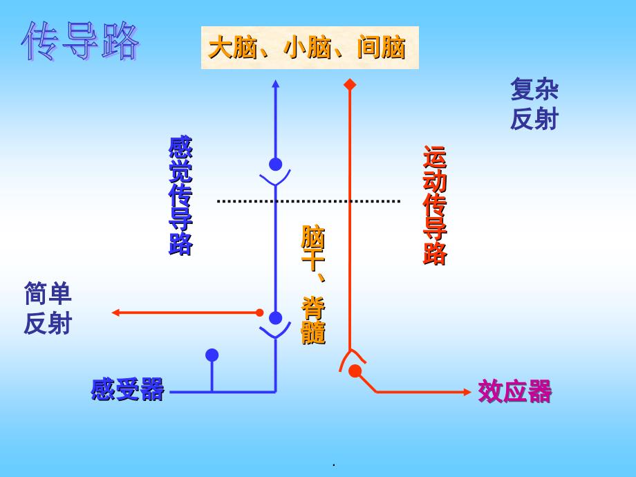 神经系统传导通路课堂PPT_第2页