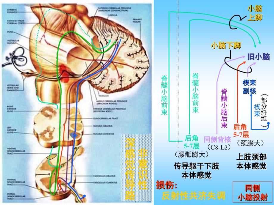 神经系统传导通路课堂PPT_第4页