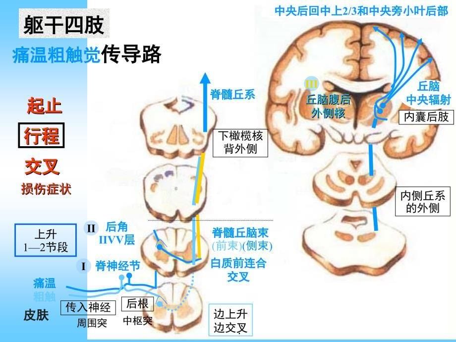 神经系统传导通路课堂PPT_第5页