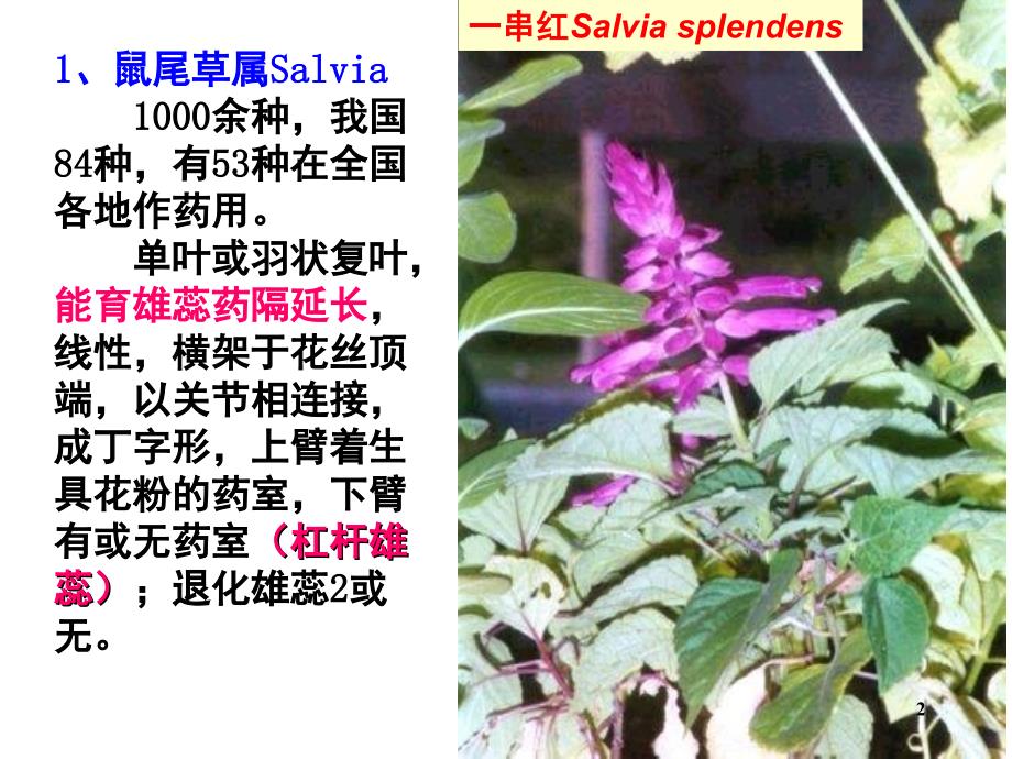 药用植物学被子植物代表植物文档资料_第2页