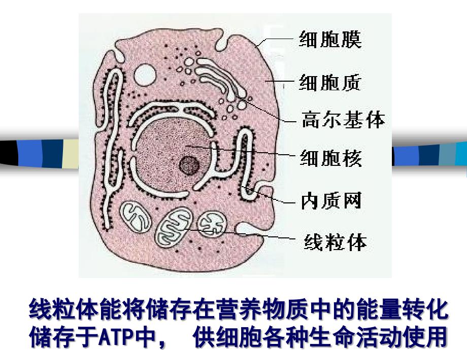 细胞生物学：11线粒体_第2页