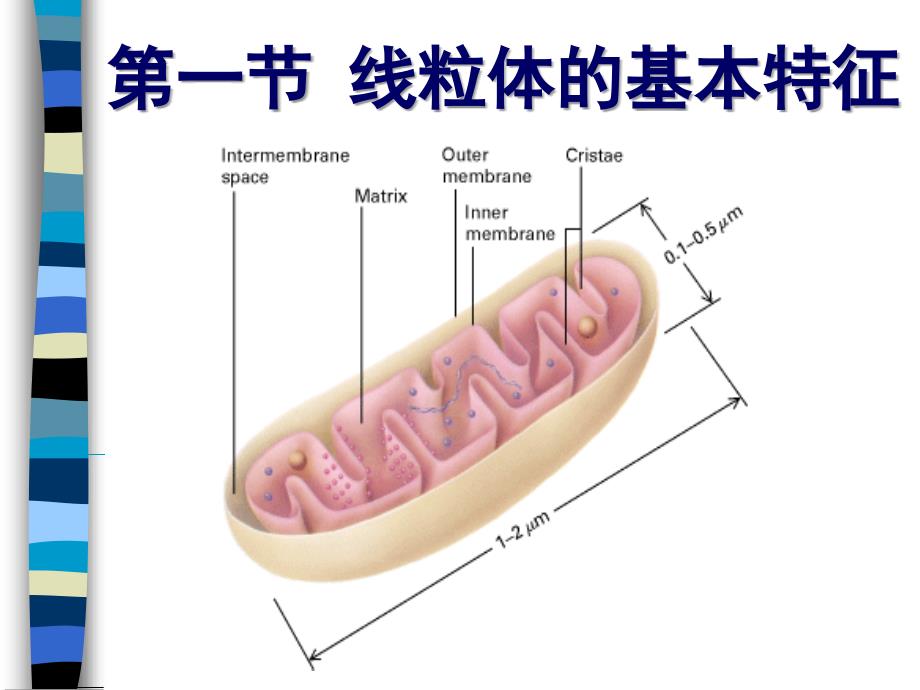 细胞生物学：11线粒体_第3页