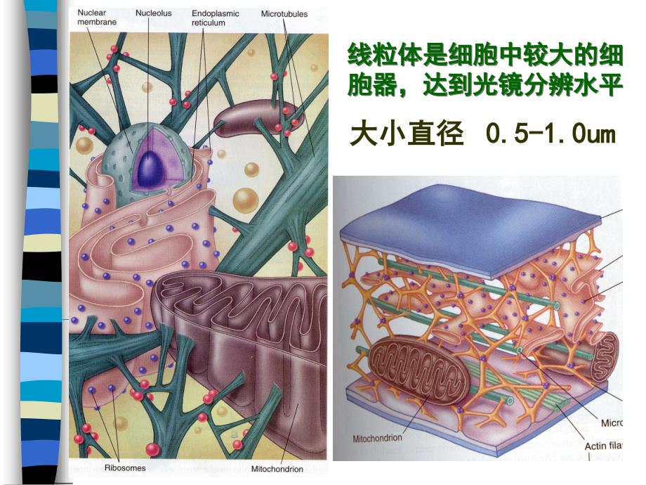 细胞生物学：11线粒体_第4页