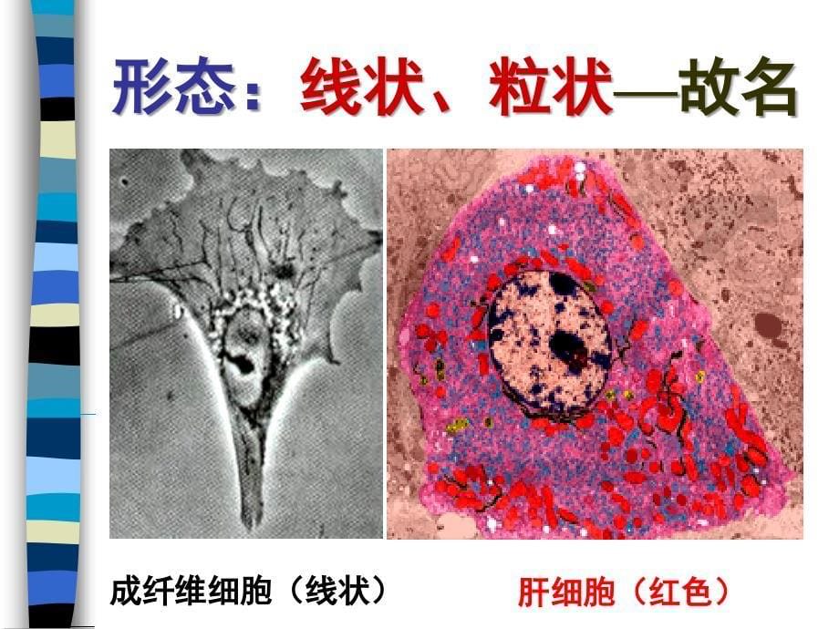 细胞生物学：11线粒体_第5页