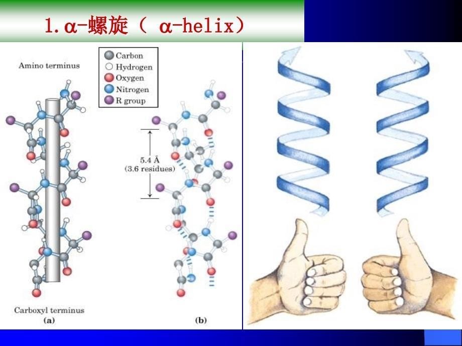 第二章蛋白质化学2_第5页