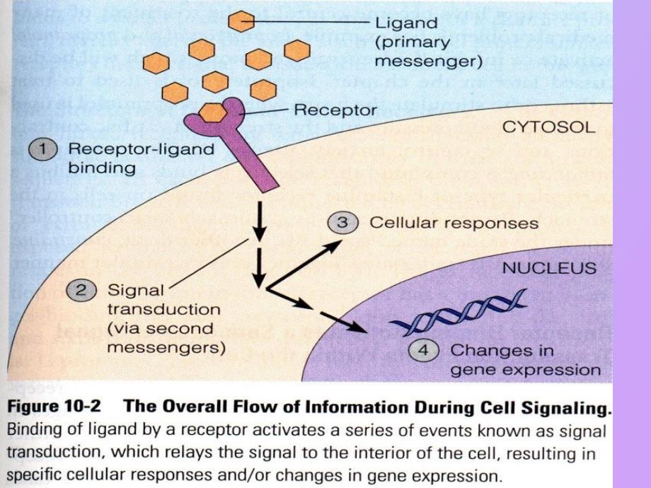 细胞通讯与信号传递_第3页