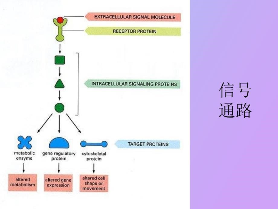 细胞通讯与信号传递_第5页