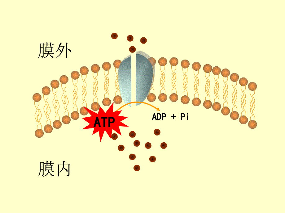 写出ATP与ADP相互转化的反应式课件_第3页