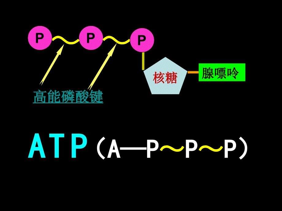 写出ATP与ADP相互转化的反应式课件_第5页