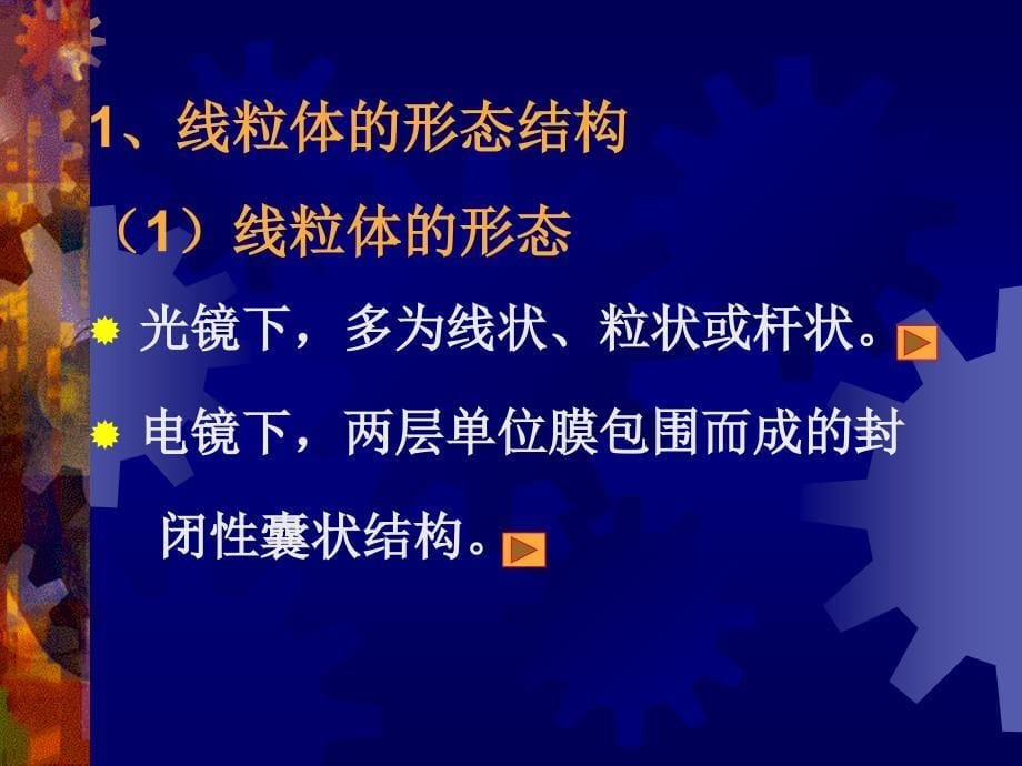 医学生物学专科课件五真核细胞的细胞器（线粒体、细胞骨架）课件_第5页