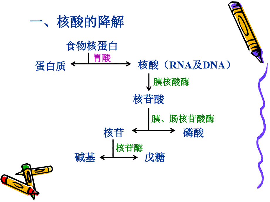 9核酸的降解与核苷酸代谢9MetabolismofNucleotides_第4页