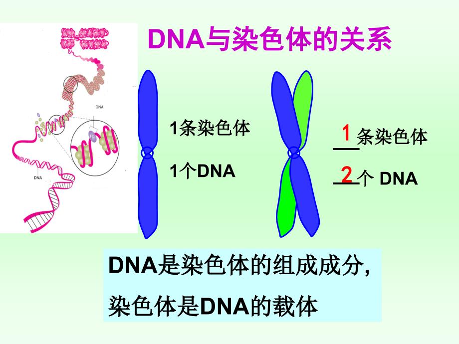 34基因是有遗传效应的DNA片段_第2页