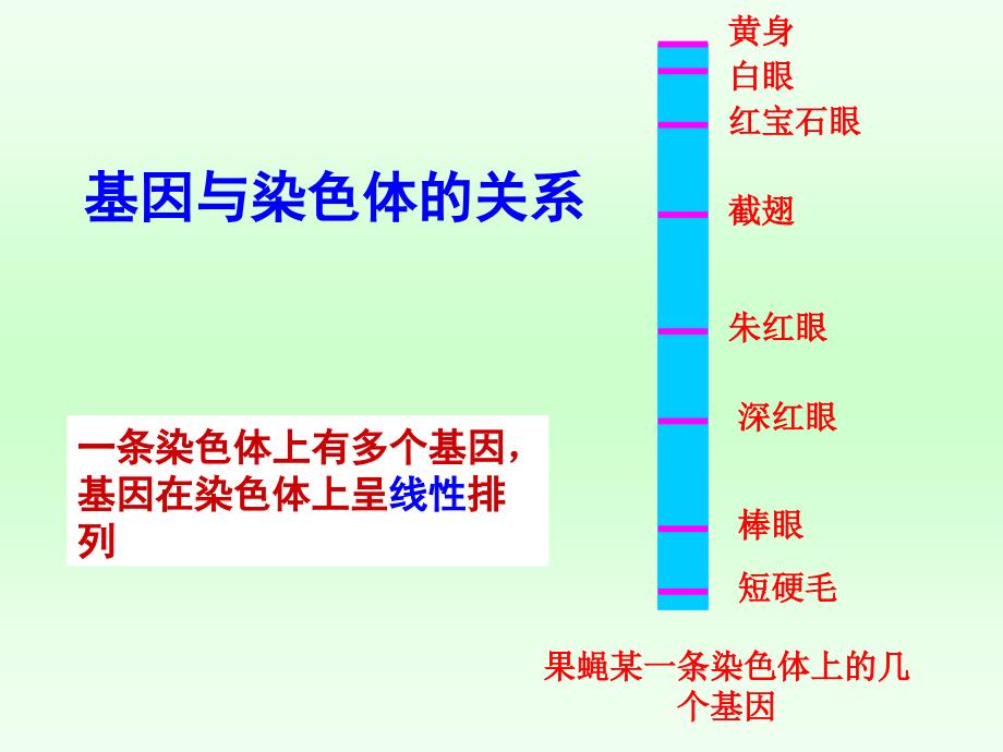 34基因是有遗传效应的DNA片段_第3页