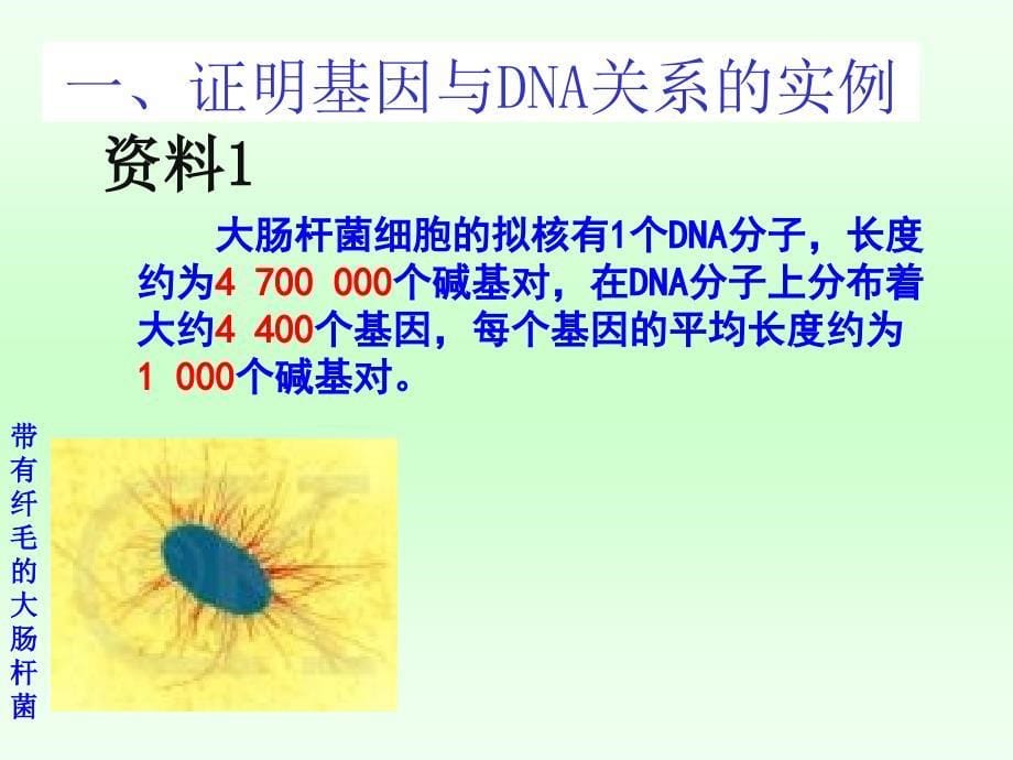 34基因是有遗传效应的DNA片段_第5页