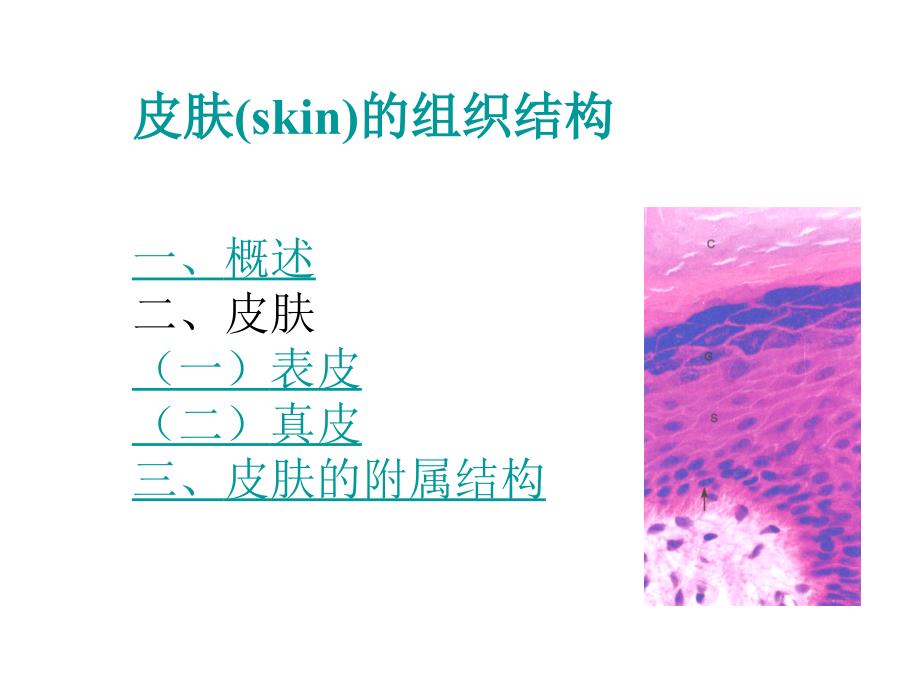 皮肤组织结构课件_第1页