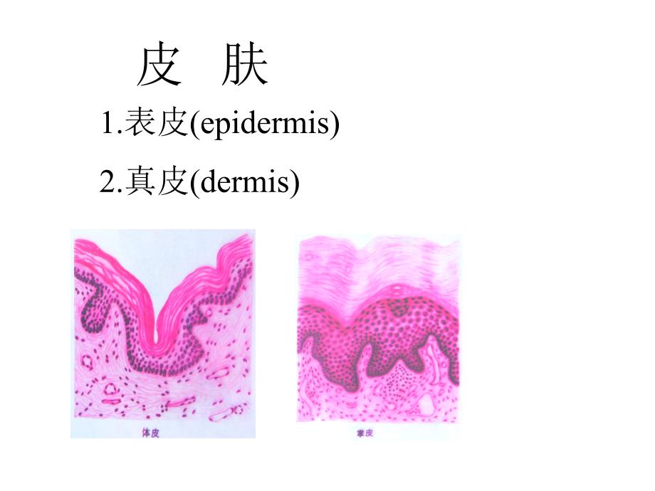 皮肤组织结构课件_第3页