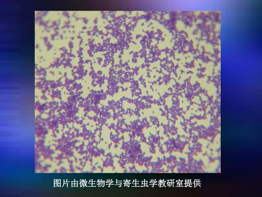 第8章球菌葡萄球菌属P223_第5页