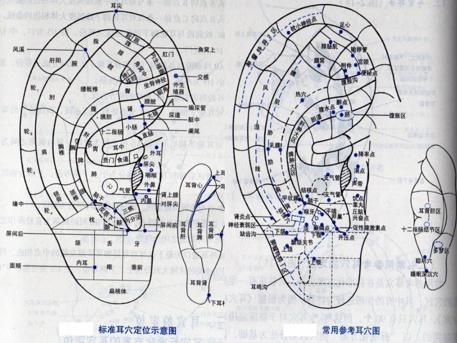 《耳穴的功能归类》PPT课件_第3页