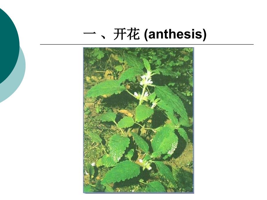 植物的繁殖04传粉与受精_第2页