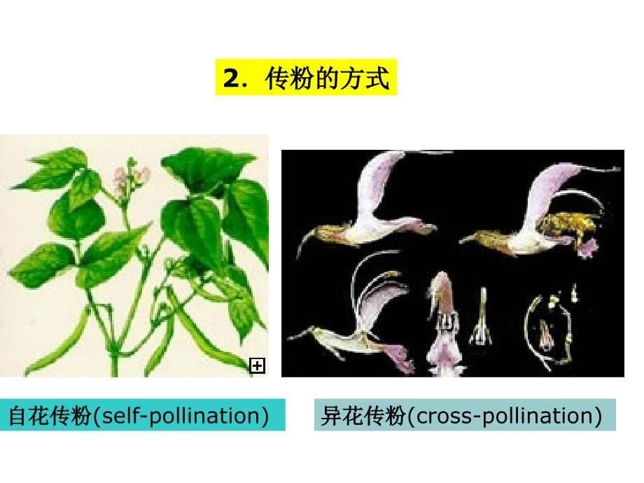 植物的繁殖04传粉与受精_第5页