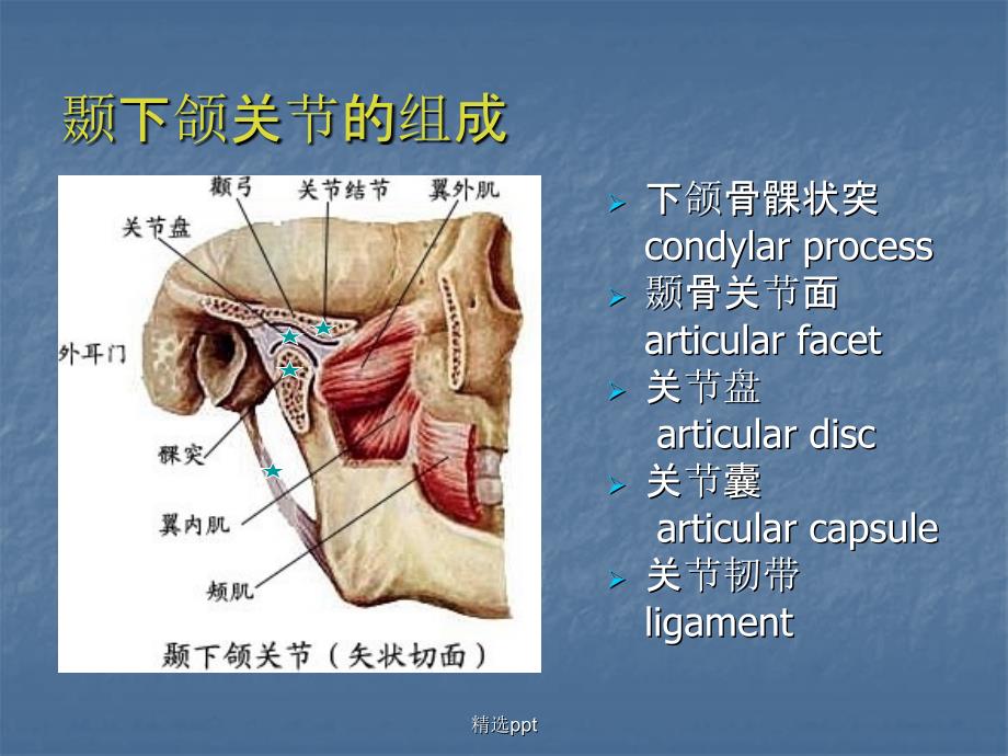 口腔解剖生理学颞下颌关节1_第2页