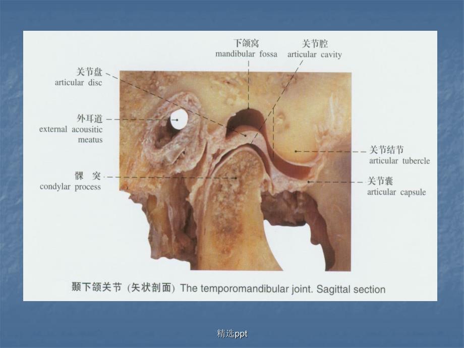 口腔解剖生理学颞下颌关节1_第3页