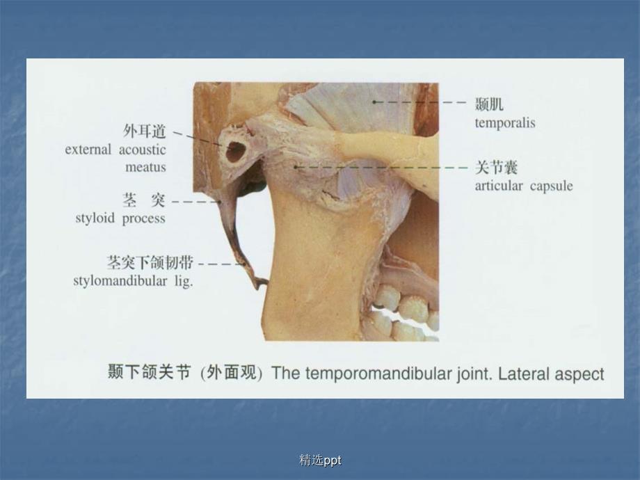 口腔解剖生理学颞下颌关节1_第4页