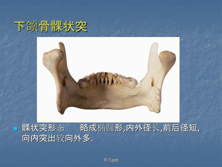 口腔解剖生理学颞下颌关节1_第5页