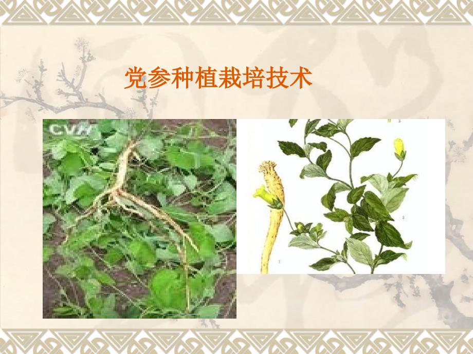 党参种植栽培技术全解_第1页