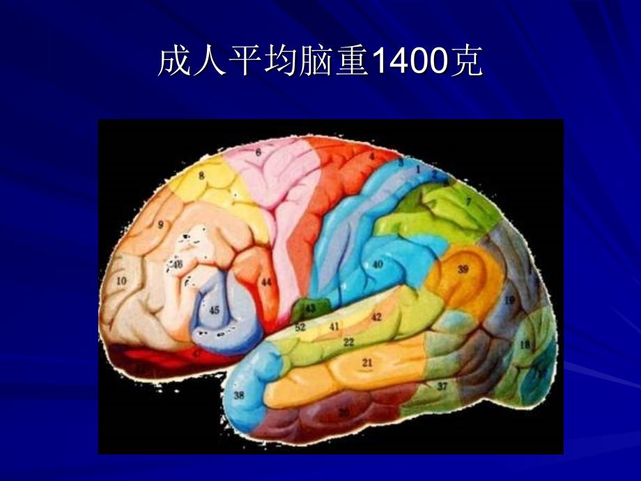 婴幼儿发展-脑科学的发展与早期教育_第4页