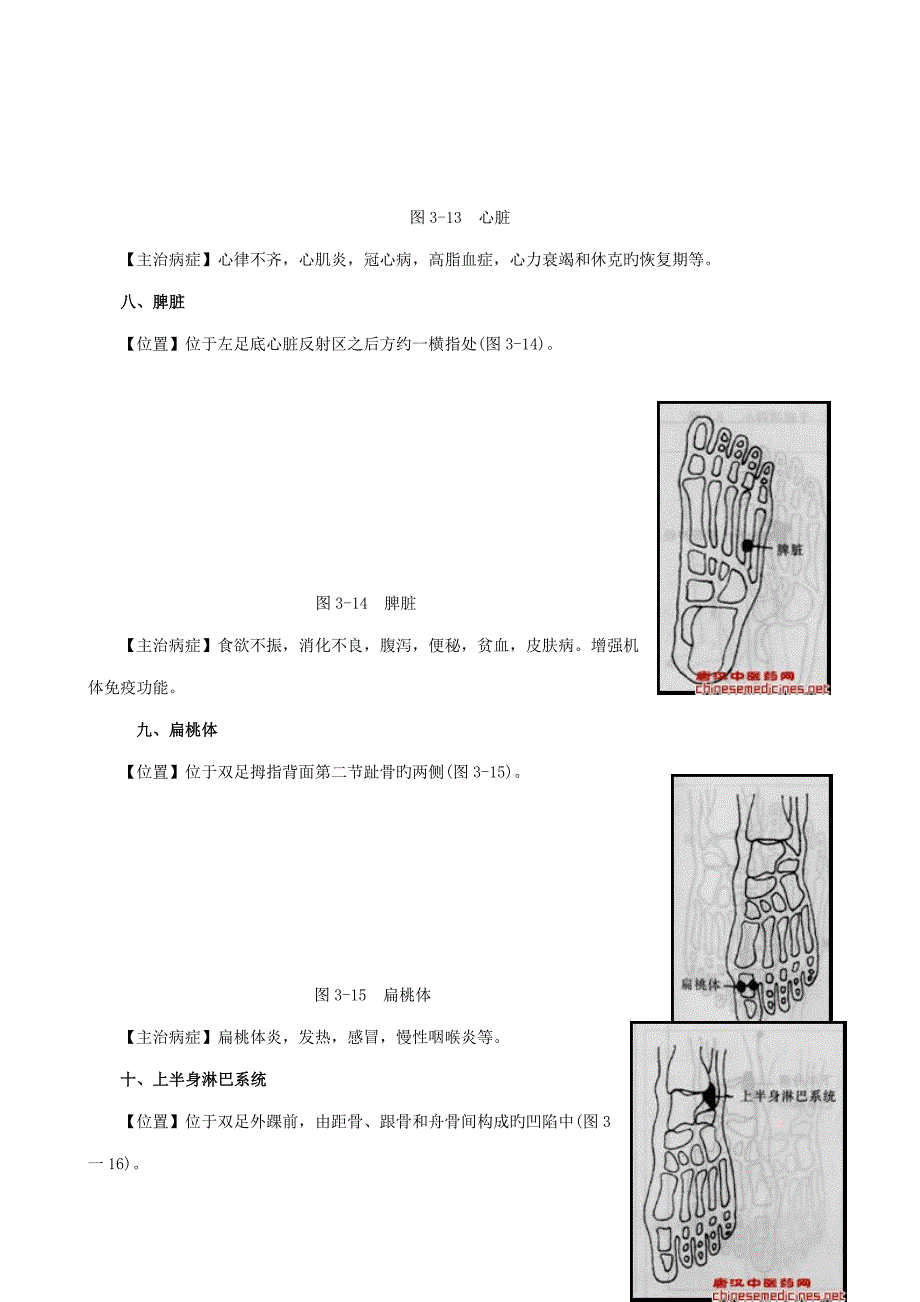 足底推拿疗法-69个足部反射区_第4页