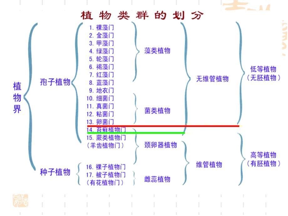 植物学教学课件：藻类1_第5页