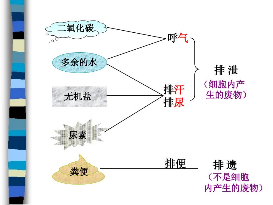 生物第5章第1节尿的形成和排出课件人教版七年级下_第3页