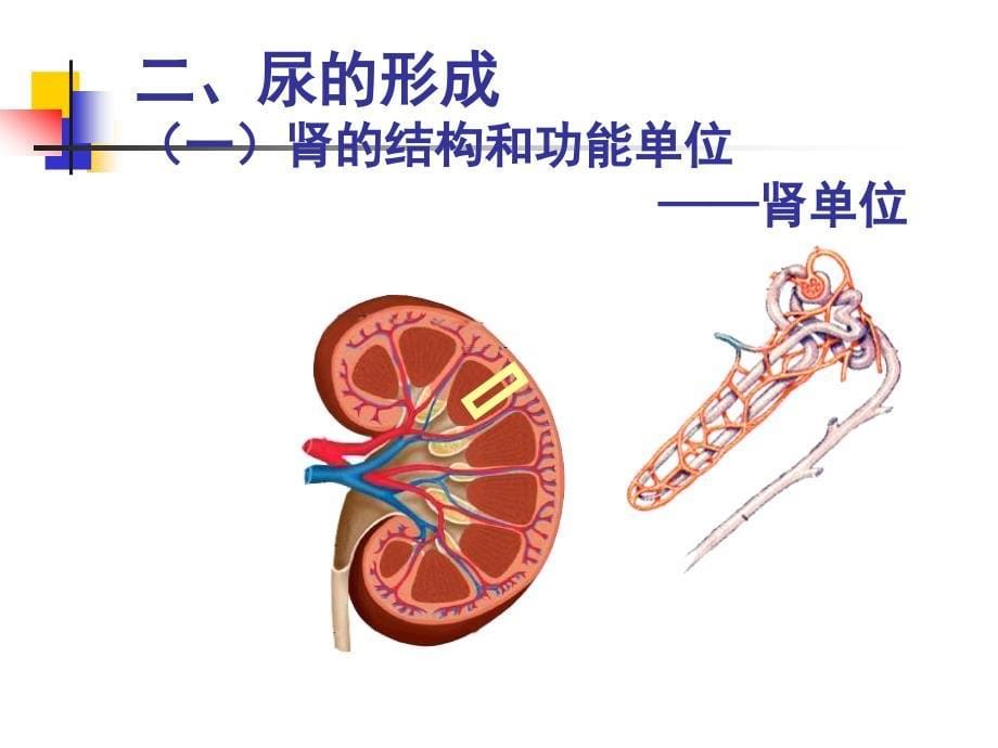 生物第5章第1节尿的形成和排出课件人教版七年级下_第5页