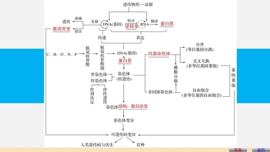 高中生物 第四章 遗传的分子基础章末整合提升课件 苏教版必修2_第4页