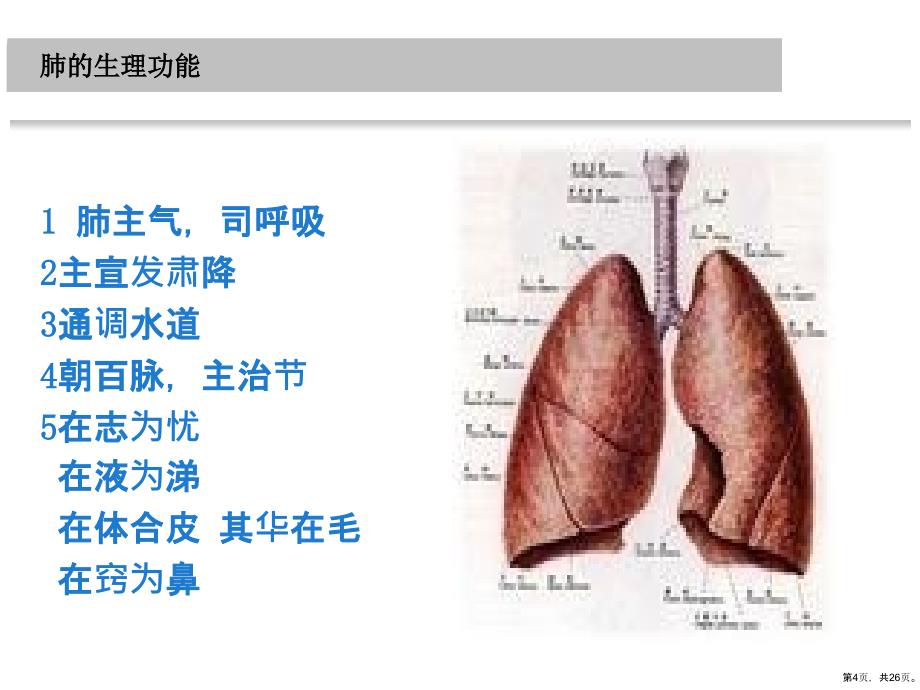 肺系病针灸治疗课件_第4页