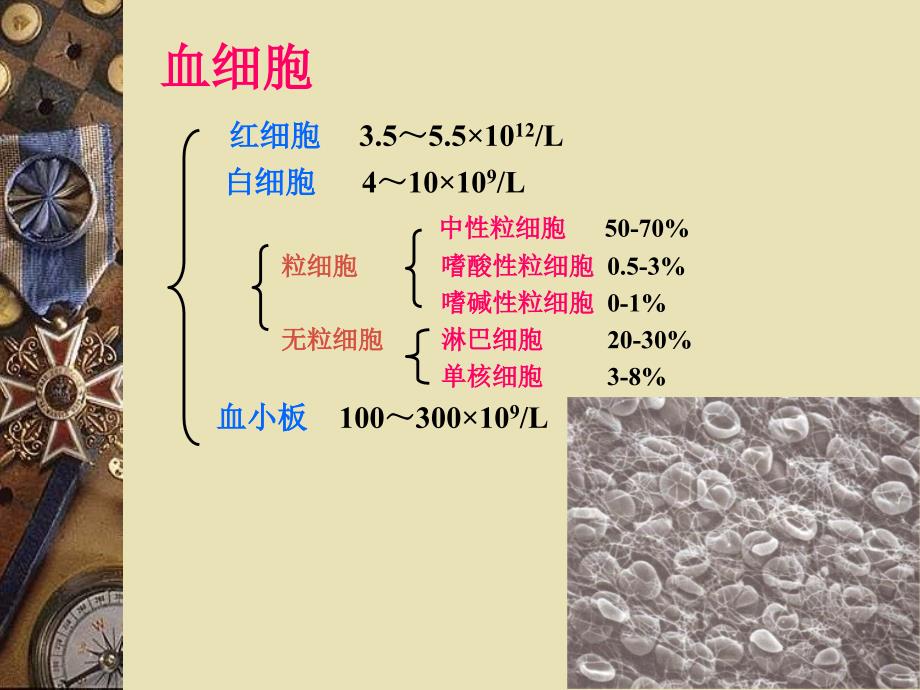 3.血液和血细胞发生_第3页