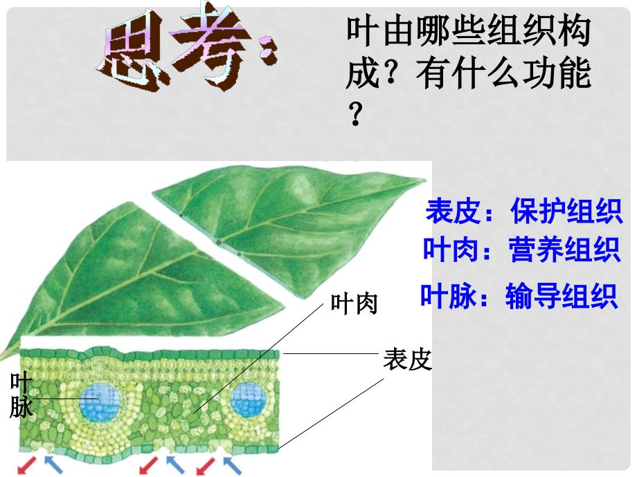 浙江省温州市龙湾区实验中学七年级科学上册 2.3 生物体的结构层次（第2课时）课件 浙教版_第2页