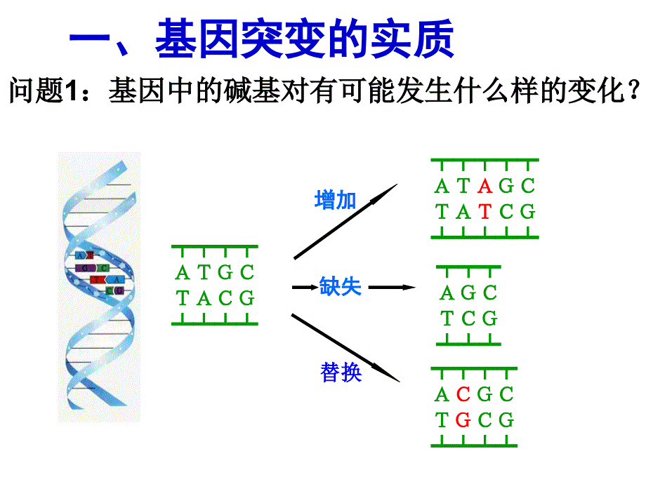 基因突变复习_第2页