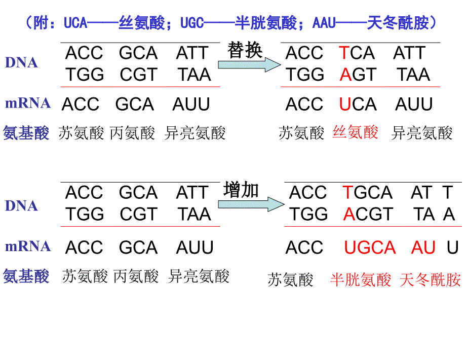 基因突变复习_第4页