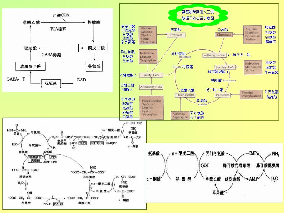 进化生物学：第3章 细胞的起源与进化_第3页