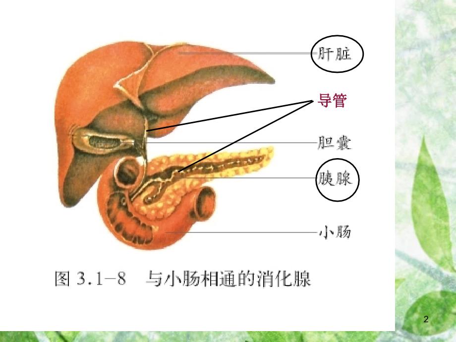 生物人体生命活动的调节复习用_第2页