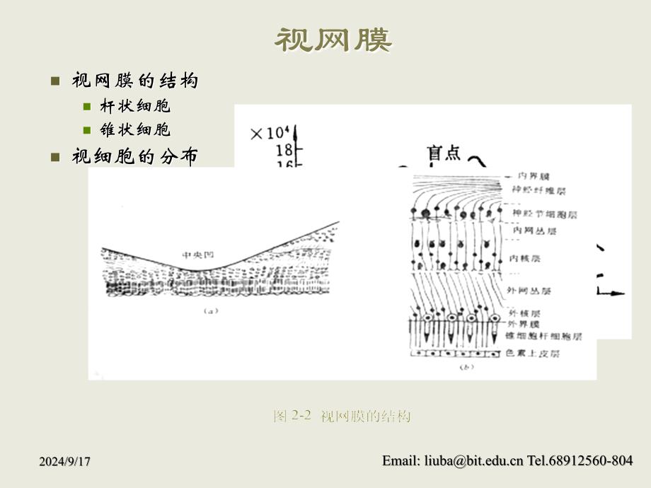 人眼视觉原理演示PPT_第3页