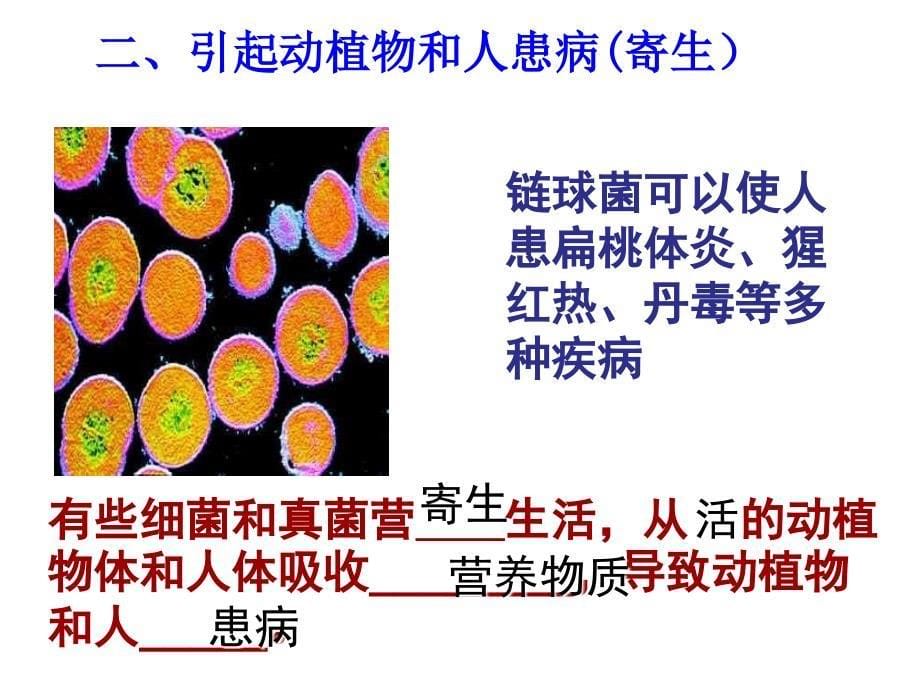 第四节细菌和真菌在自然界中的作用1_第5页