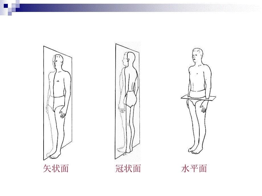 山东英才学院医学院基础医学教研室_第5页