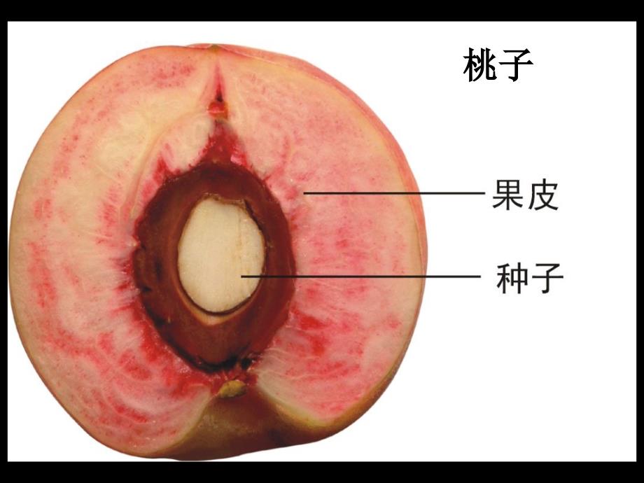 5果实里的新生命_第4页