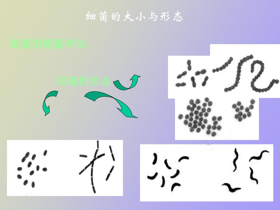 细菌的大小与形态_第1页