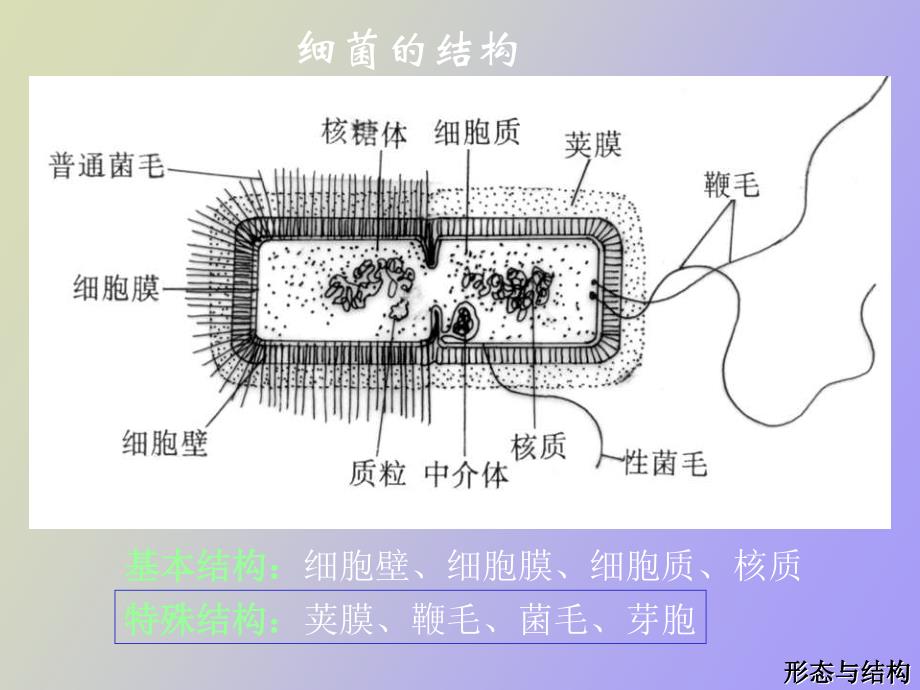 细菌的大小与形态_第2页