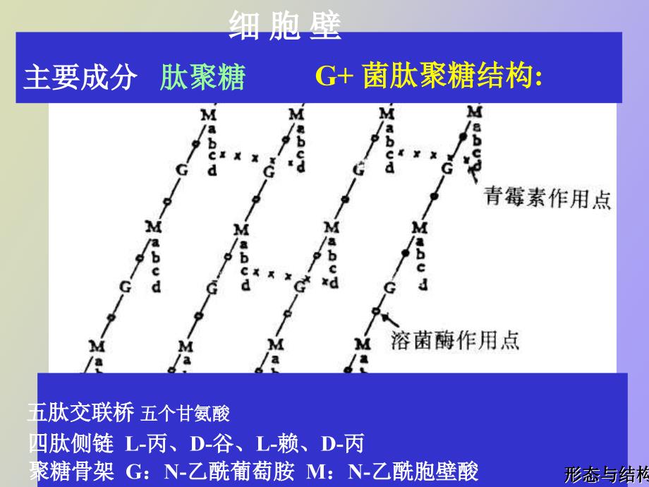 细菌的大小与形态_第3页