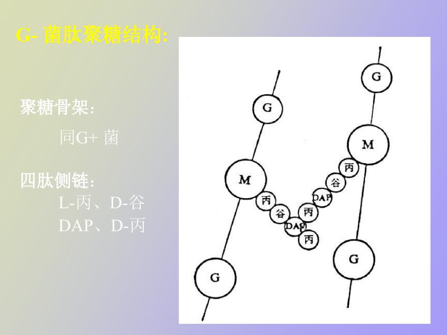 细菌的大小与形态_第4页